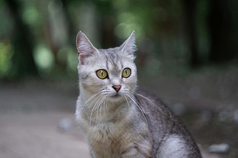 Unggah Video Paksa Kucing Merokok, Warga Tebing Tinggi Sumut Diperiksa Polisi