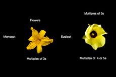 Perbedaan Bunga Tumbuhan Monokotil dan Dikotil