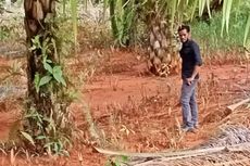 Terdampak Limbah Bauksit, Puluhan Pohon Sawit di Ketapang Kalbar Terancam Mati 