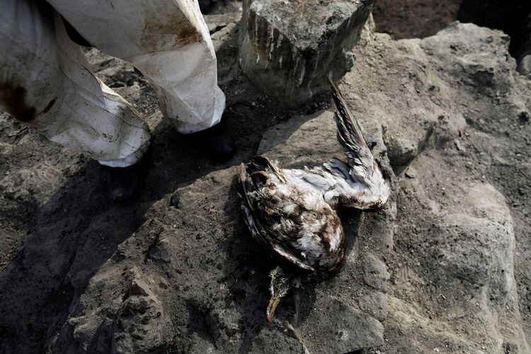Seorang pekerja berdiri di dekat seekor burung laut mati saat ia dan rekan-rekannya membersihkan tumpahan minyak yang disebabkan oleh gelombang abnormal, yang dipicu oleh letusan gunung berapi bawah laut besar-besaran di Tonga, lepas pantai Lima, di Ventanilla, Peru, Rabu (19/1/2022). 