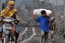 Pemerintah Siapkan Ternak dan Bibit Tanaman untuk Pengungsi Sinabung