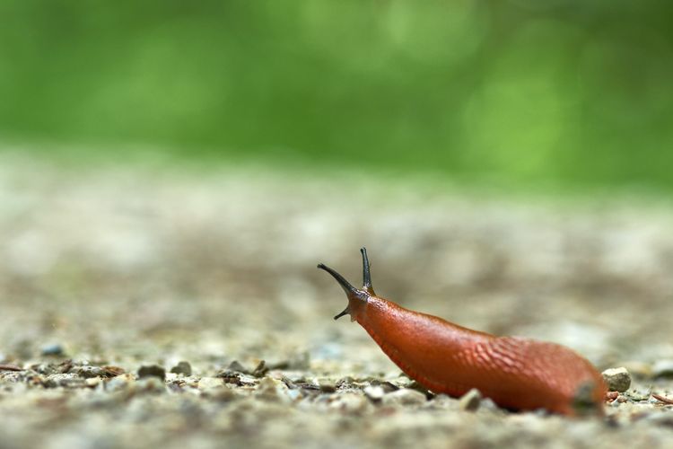 Membasmi siput bisa dengan dua cara, menyemprotnya dengan larutan garam atau menanam pohon yang tak disukai siput.