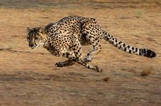 Mengapa Cheetah Dapat Bergerak Sangat Cepat?