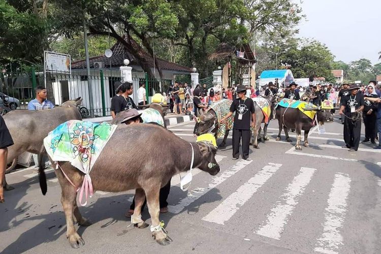 Parade Kerbau saat Festival Seni Multatuli 2019 di Rangkasbitung.