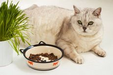 6 Alasan Kucing Malas Makan dan Cara Mengatasinya