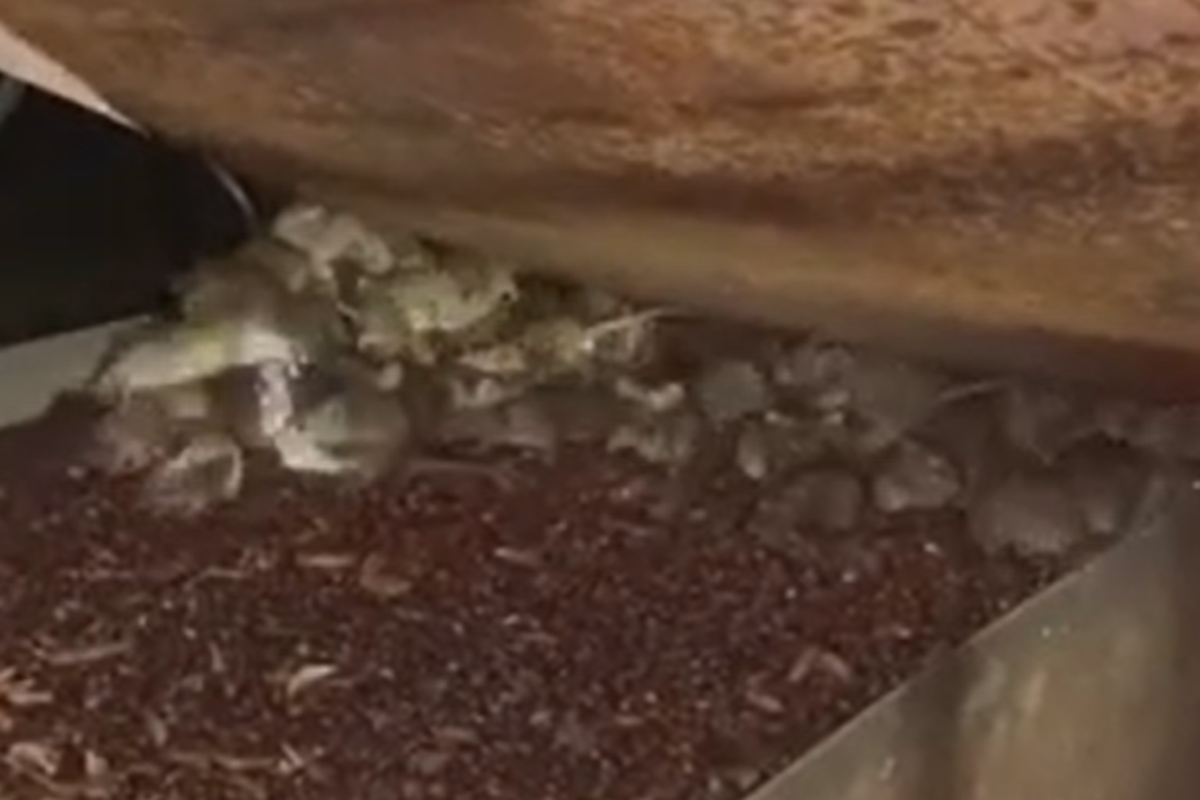 Orang-orang yang tinggal di New South Wales, Australia, mengatakan mereka mengalami wabah tikus yang terparah dalam beberapa dekade.