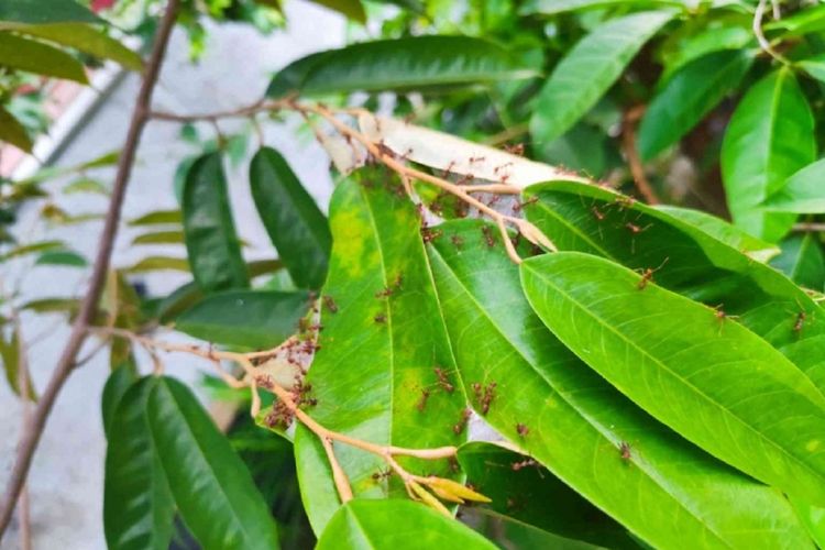 Rangrang, Bunglon, dan Ruang Hidup yang Diperebutkan
