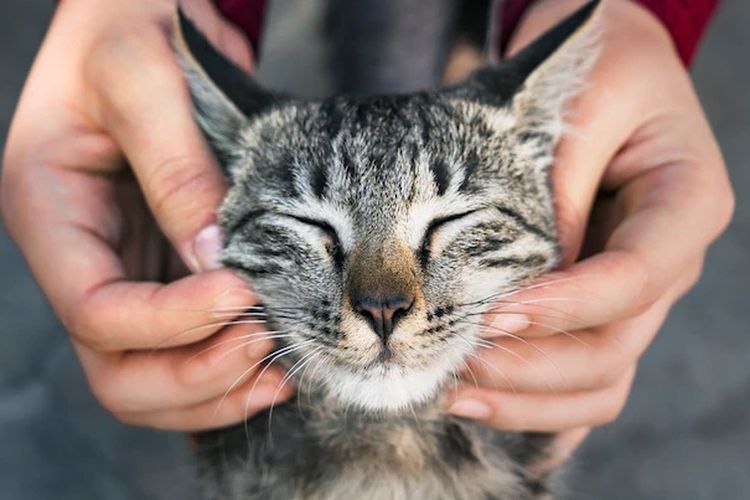 Tanda Kucing Sedang Merasa Bahagia