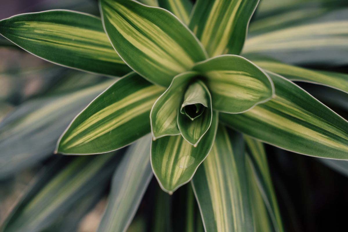 Dracaena