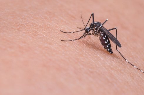 Mengapa Nyamuk Berdengung di Telinga Kita?