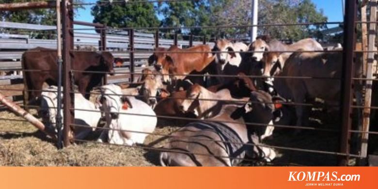 Ancaman Krisis Pakan Di Peternakan Sapi
