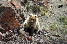 Diyakini Punah, Beruang Langka Muncul di Daerah Terpencil Rusia