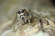 Ada 50.000 Spesies Laba-laba Merayapi Bumi, Ahli Arachnology Jelaskan