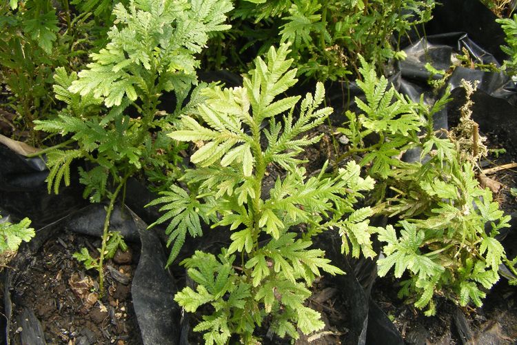 Ilustrasi tanaman cakar ayam (Selaginella doederleinii hieron). 