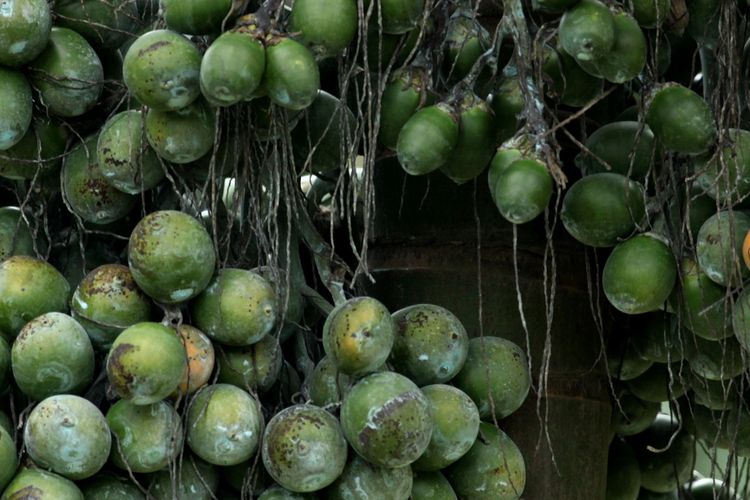 Ilustrasi buah pinang. 