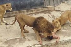 Lelaki Telanjang Mau Bunuh Diri di Kandang Singa, 2 Singa Terpaksa Ditembak Mati