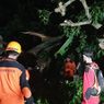 Pohon Tumbang hingga Tewaskan 3 Warga, Ini Penyebabnya