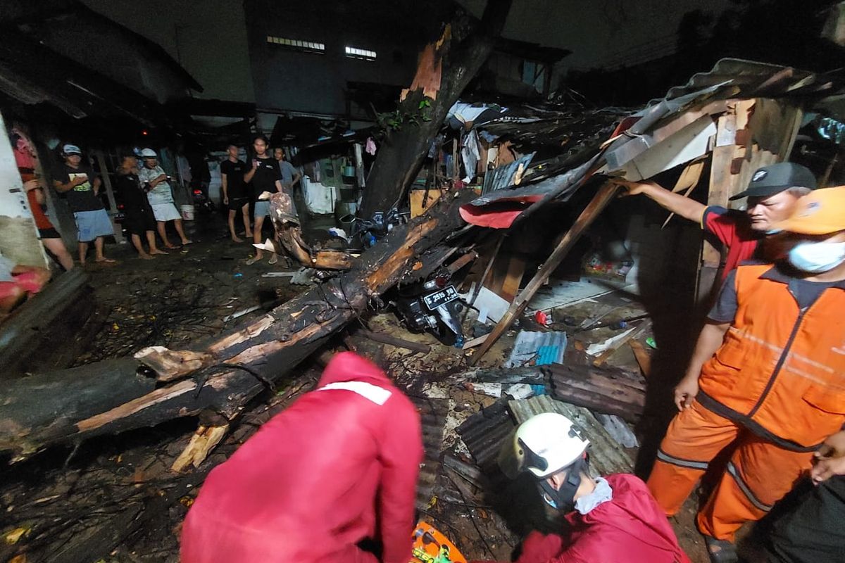 Sebuah pohon buni berdiamater 60 sentimeter di Jalan Jaya Kusuma RT 02 RW 01 Kelurahan Makasar, tumbang akibat angin kencang.