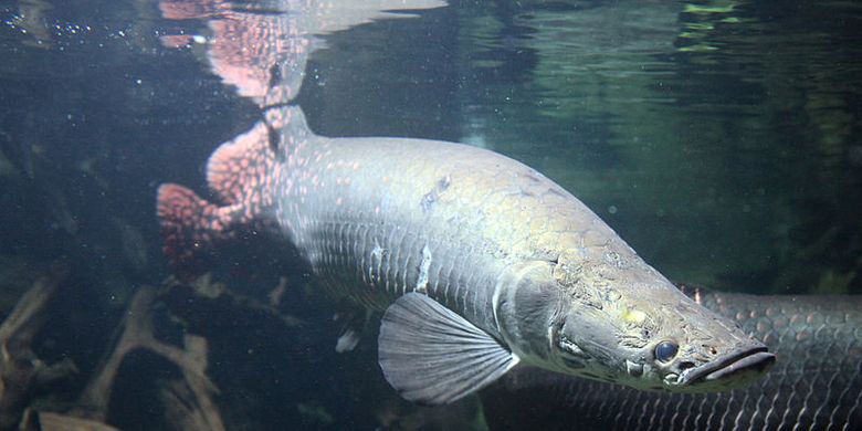 Arapaima gigas