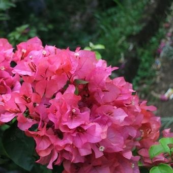 Tanaman bunga bugenvil merah