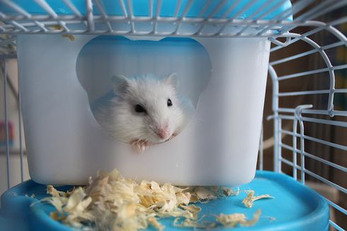 4 Material yang Tidak Boleh Dijadikan Alas di Kandang Hamster