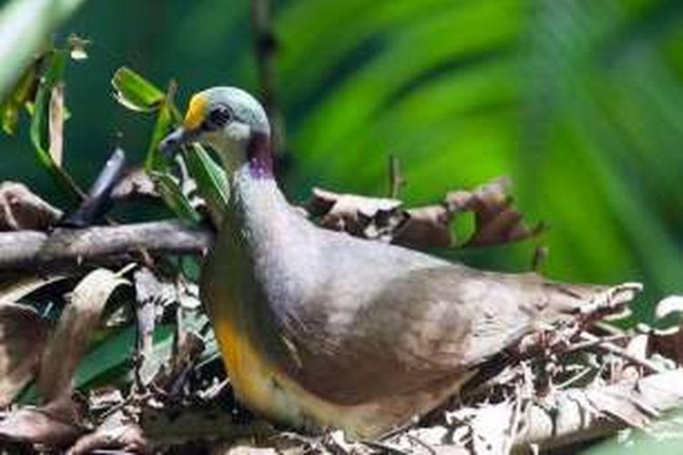 Delimukan Sulawesi Si Burung Pemalu Berhasil Didokumentasikan Saat