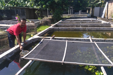 Cerita Heru Budidayakan Ikan Cupang, Banjir Order karena DBD hingga Raup Rp 15 Juta Per Bulan