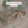 Video Viral Harimau Sumatera Kurus di Kebun Binatang, Perutnya Terlihat Kempis