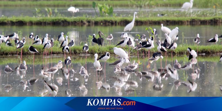 Alasan Danau Limboto yang Kecil Jadi Rumah  bagi 94 Jenis  