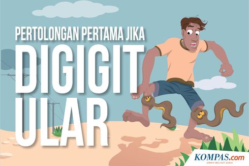 Penanganan Gigitan Ular