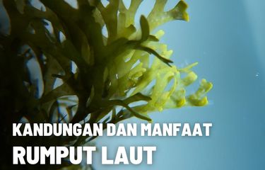 Kandungan Rumput Laut beserta Manfaatnya 