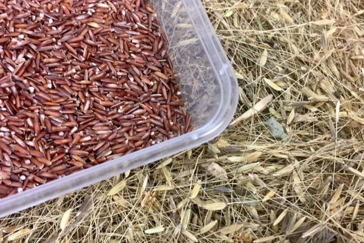 Varietas padi liar hasil ujicoba budidaya di pinggiran Kota Darwin