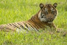 Kebun Binatang Surabaya Terima Harimau Sumatera