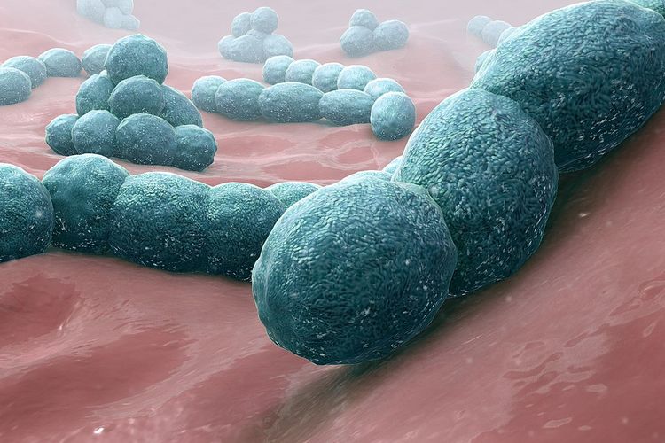 Ilustrasi bakteri Streptococcus pneumoniae penyebab penyakit radang selaput otak atau meningitis.