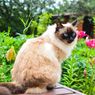 12 Tanaman Hias yang Beracun bagi Kucing