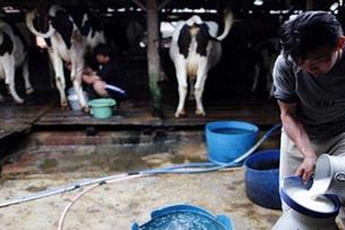 Peternak memerah susu di Kecamatan Kertasari, Kabupaten Bandung, Jawa Barat, 21 Maret lalu. Seekor sapi menghasilkan 15-20 liter susu per hari yang dihargai Rp 2.800-Rp 3.000 per liter oleh Koperasi Peternak Bandung Selatan.