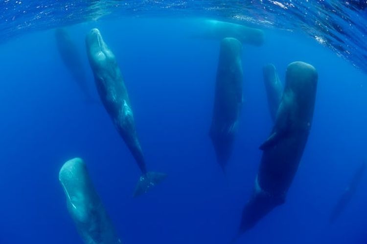 Kelompok paus sperma yang sedang tidur dalam air