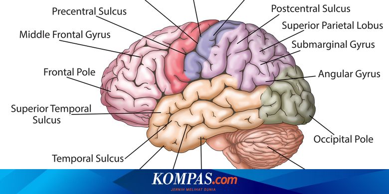 Pencuri dan Pembohong Punya Otak Lebih Kecil, Benarkah ...
