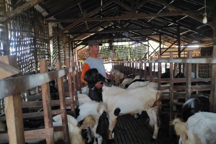 Nur Hadi (50) salah seorang pengasuh kambing di Demak menunjukkan sejumlah kambing yang sehat, Kamis (6/6/2024). (KOMPAS.COM/NUR ZAIDI)