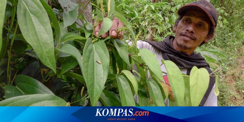 Kemukus, Si Emas Hitam yang Pernah Berjaya di Jalur Rempah Nusantara, Kini Mulai Langka - Vimarsana News