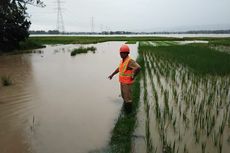 Banjir Terjang 1.000 Hektar Tanaman Padi di Banyumas