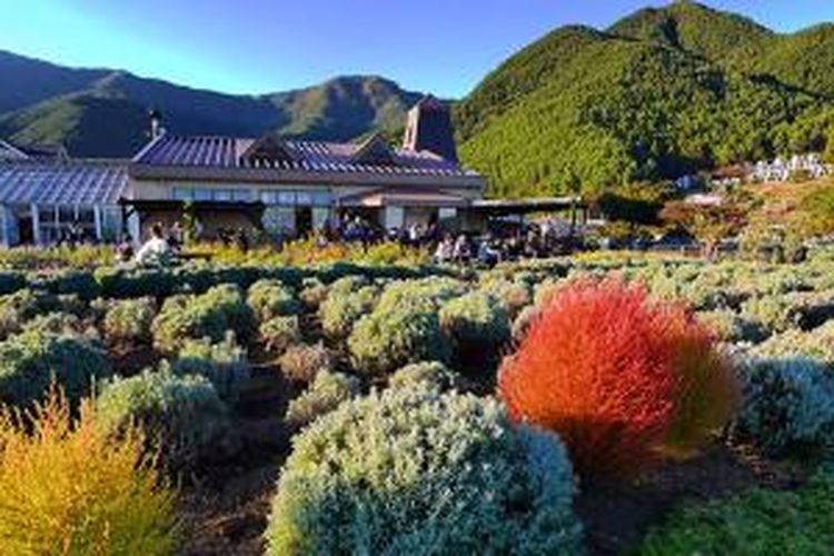 Hamparan bunga Lavender yang bermekaran Oishi Park atau Taman Oishi. Lokasinya tak jauh dari Danau Kawaguchi yang merupakan satu dari lima danau paling indah di Gunung Fuji, Jepang.