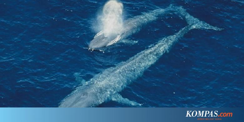 Unduh 45 Gambar Ikan Paus Dari Kardus Terbaru Gambar Ikan