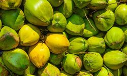 Kelapa Indonesia 2026: Dari Komoditas Rakyat ke Mesin Pertumbuhan Ekonomi