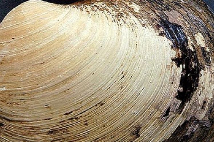 Cangkang quahog Ming, hewan tertua di dunia yang terbunuh di tangan ilmuwan. 