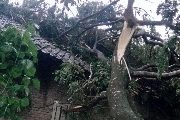 Pohon tumbang menimpa rumah warga akibat hujan disertai angin puting beliung di Kabupaten Klaten, Jawa Tengah, Rabu (16/3/2022).