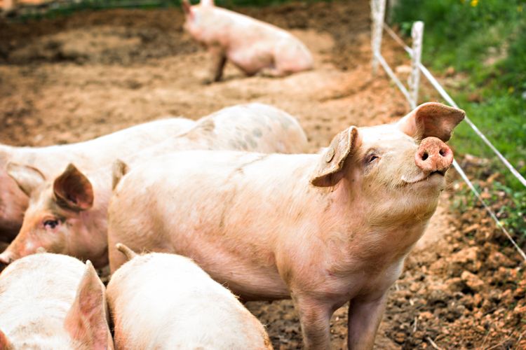 To anticipate the G4 Swine Flu, Indonesias Ministry of Health has also monitored pig farms and pig products in order to prevent any virus transmission. 