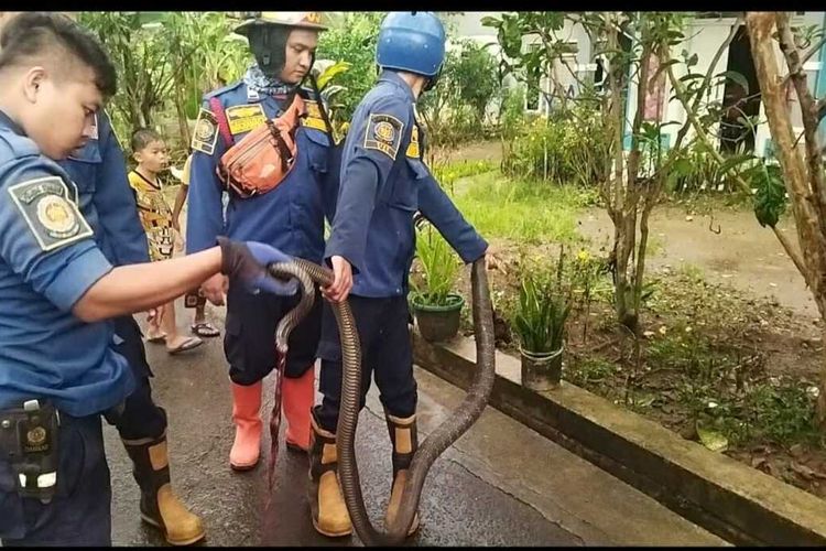 Petugas Damkar mengevakuasi king kobra 3 meter yang masuk ke rumah warga Kampung Blok Asem, Desa Bojong, Kecamatan Tenjo, Kabupaten Bogor, Jawa Barat, Selasa (16/8/2022) sore.