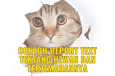 Contoh Report Text Tentang Hewan dan Terjemahannya