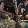 Indonesian Man Rescues Crocodile Tangled in Tire for Years in Central Sulawesi